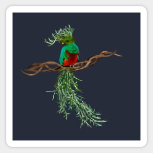 Resplendent Quetzal + Fish Hook Senecio Sticker